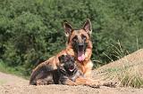 BERGER ALLEMAND 1202